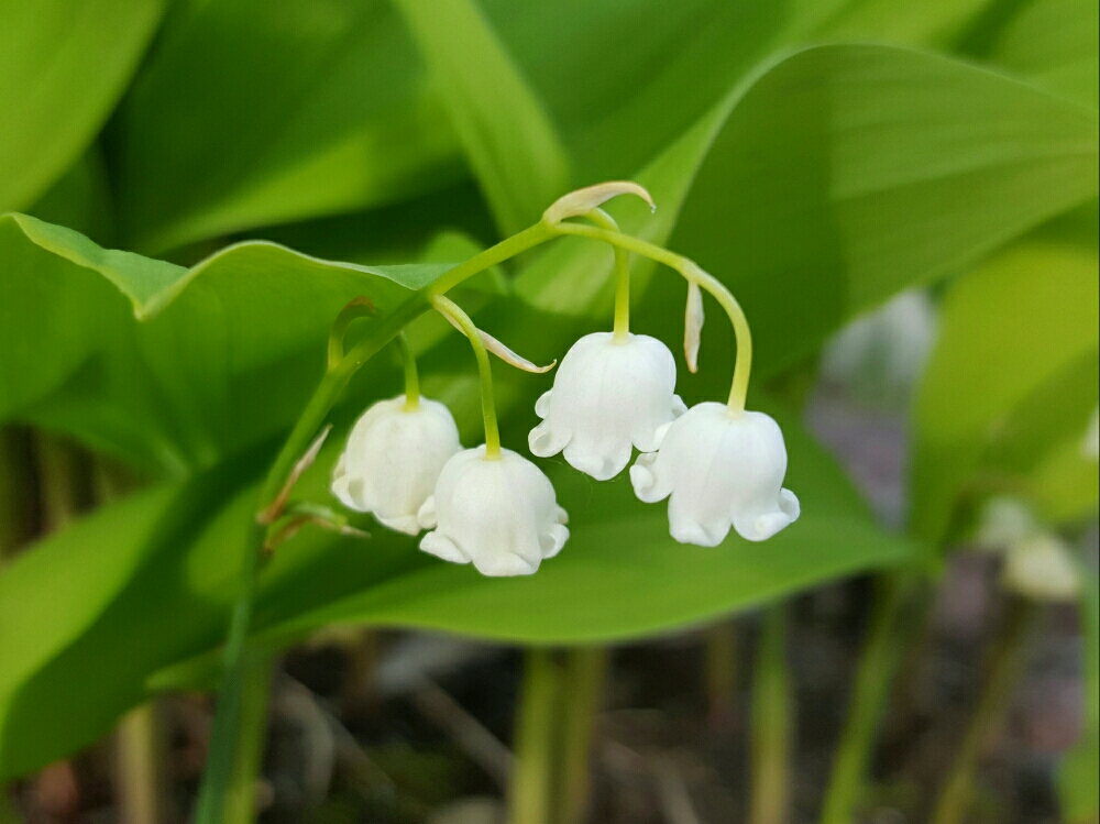 鈴蘭 すずらん の育て方 球根や苗の植え方は 植え替え時期はいつ Greensnap グリーンスナップ