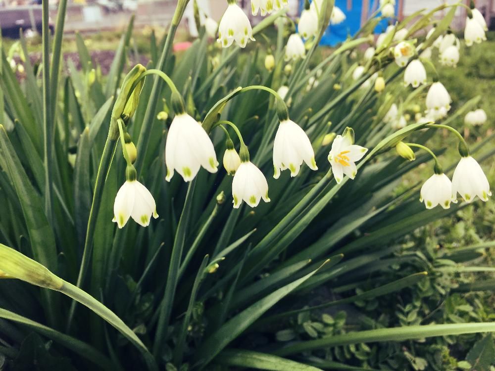 スズラン(鈴蘭)　白い花