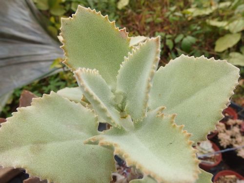 仙女の舞の育て方 日当たりや水やり加減は 手入れのコツは Greensnap グリーンスナップ