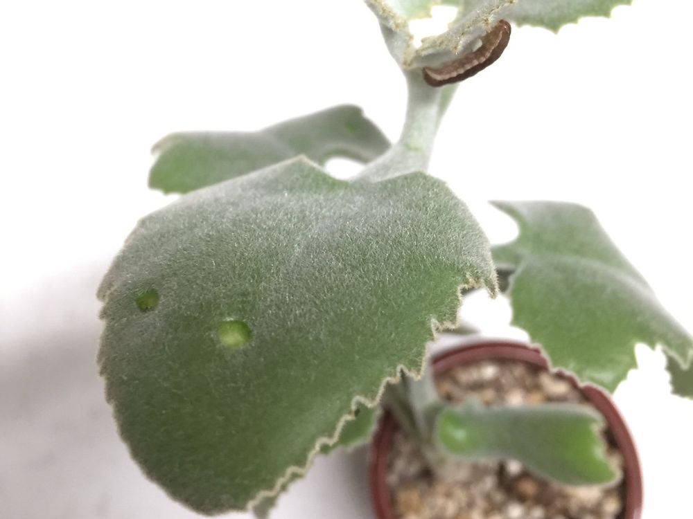 仙女の舞　鉢植え