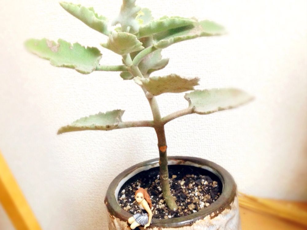 仙女の舞　鉢植え　屋内