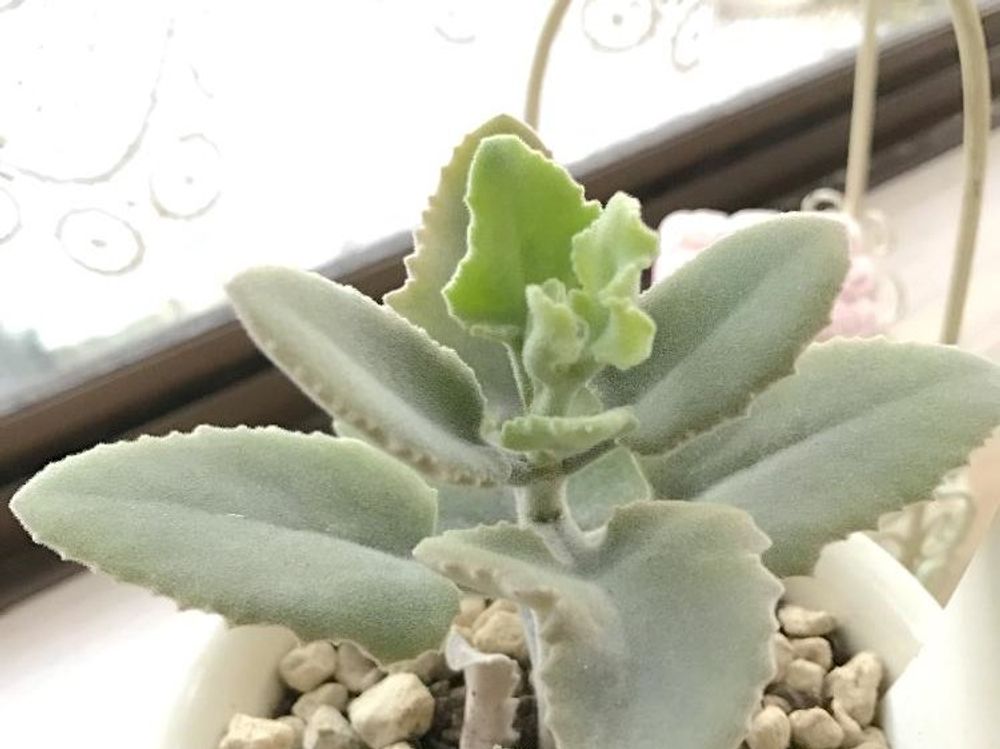 仙女の舞　鉢植え