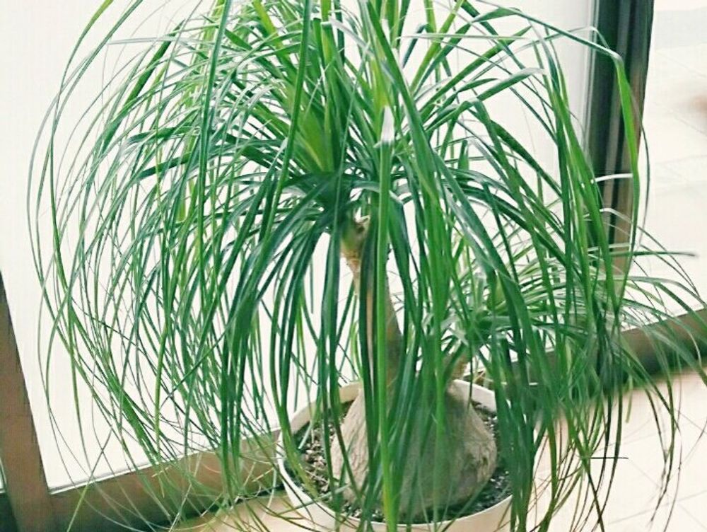 トックリラン　鉢植え　株　窓際