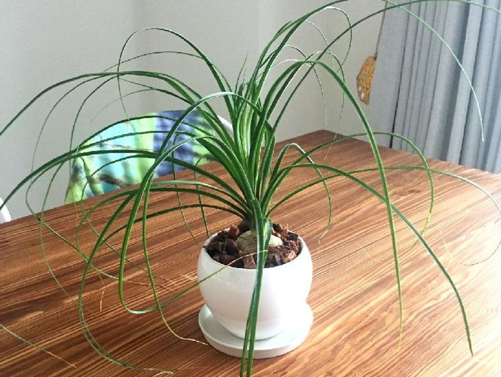 トックリラン　鉢植え　斜光