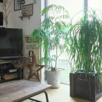 トックリランの育て方｜植え付けや植え替えの時期は？の画像