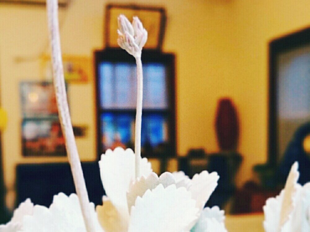 カランコエ・プミラ　屋内