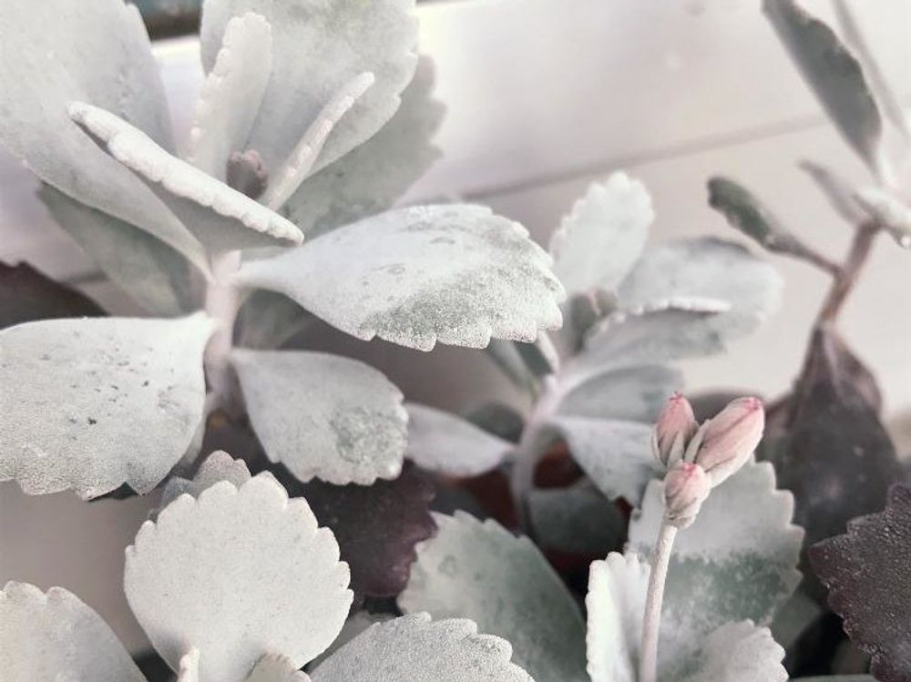 カランコエ・プミラ　鉢植え　