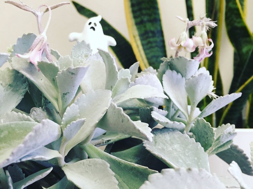 カランコエ・プミラ　鉢植え