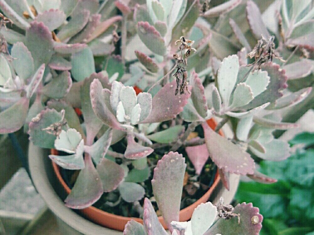 カランコエ・プミラ　鉢植え