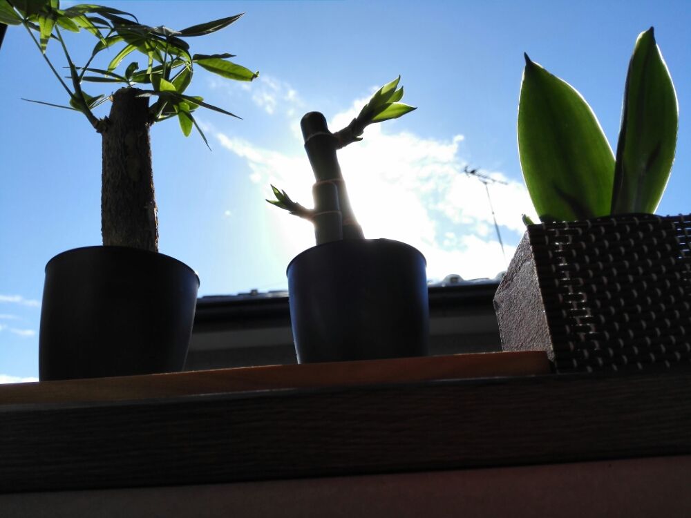 ミリオンバンブー　青空　屋外