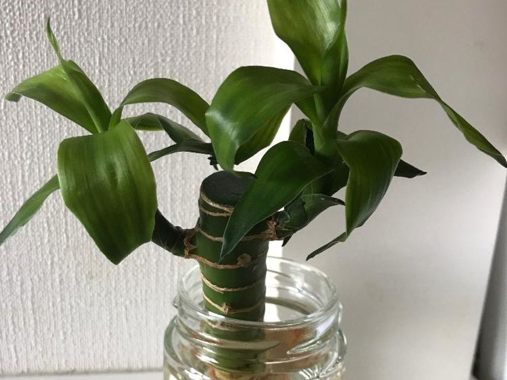 ミリオンバンブー　ガラス瓶　株