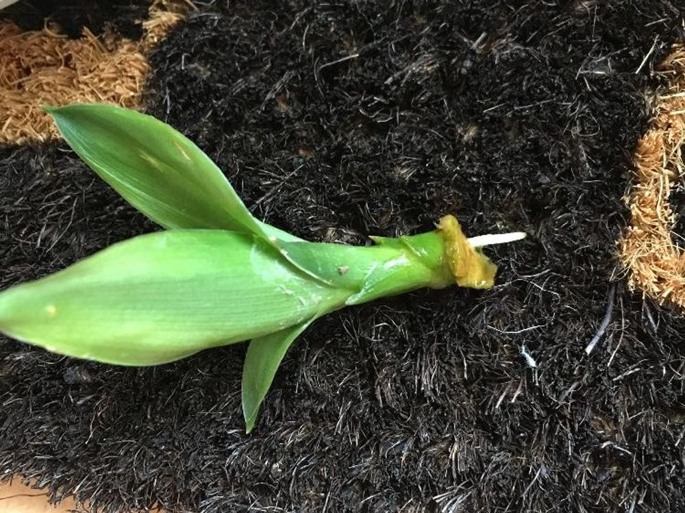 ミリオンバンブー　株　用土
