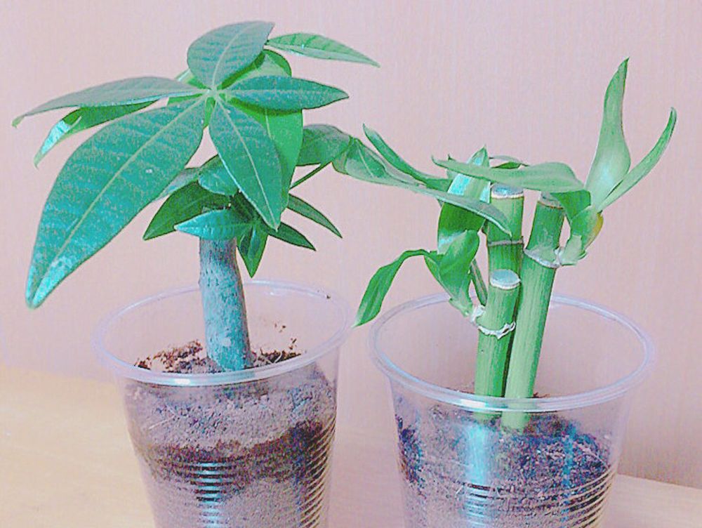 ミリオンバンブー　透明カップ　株