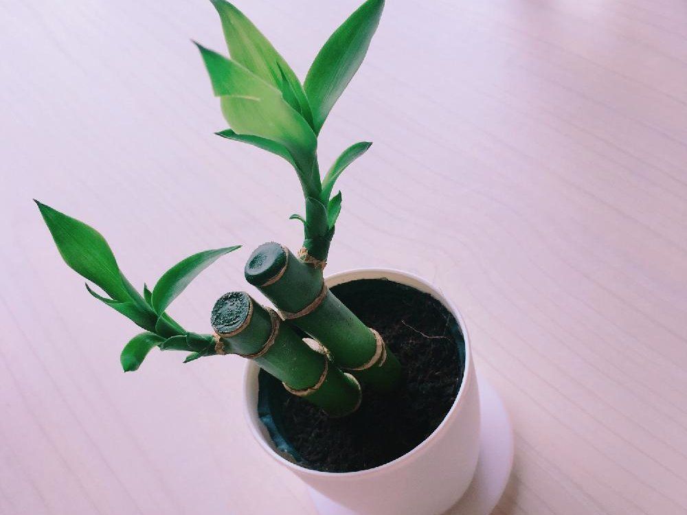 ミリオンバンブー　鉢植え　株