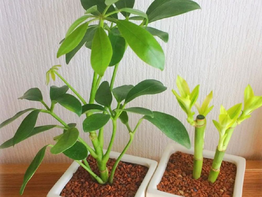 ミリオンバンブー　鉢植え