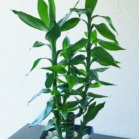 ミリオンバンブーの育て方｜植え替えや剪定の時期は？水栽培もできる？｜🍀GreenSnap（グリーンスナップ）