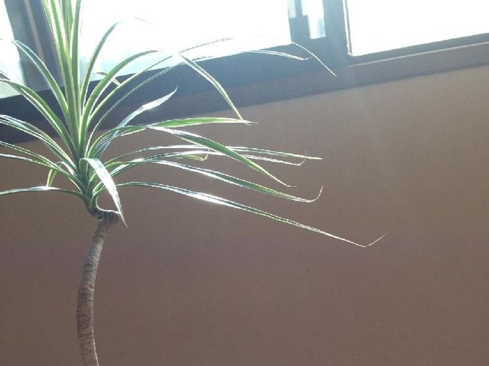 ドラセナ・コンシンネ　鉢植え　窓際