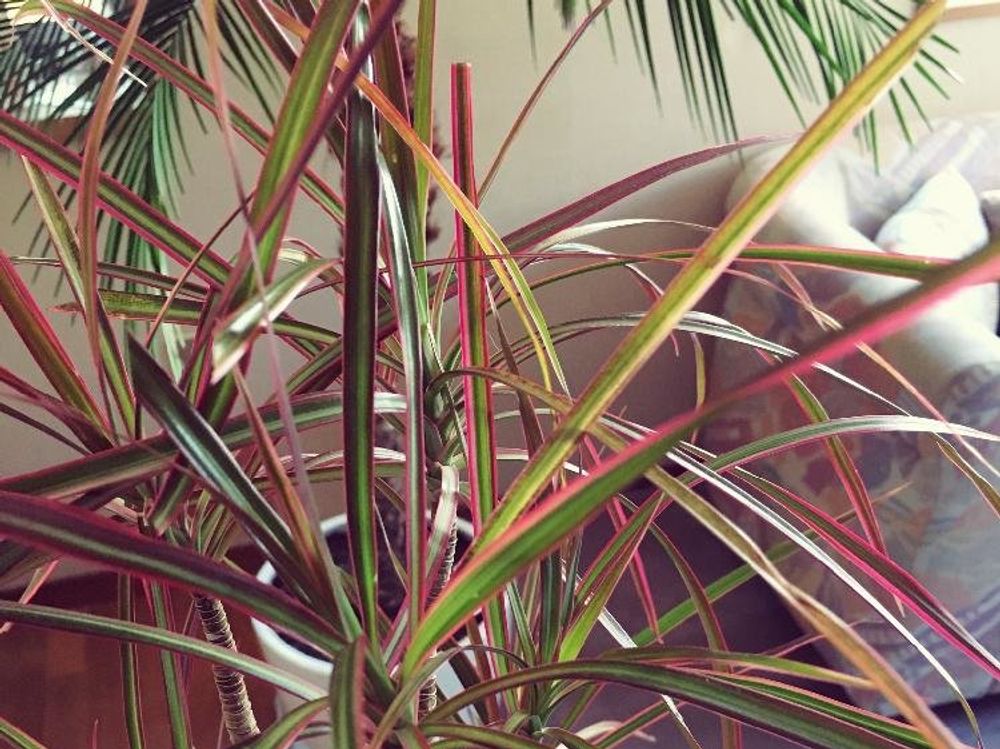 ドラセナ・コンシンネ　屋内