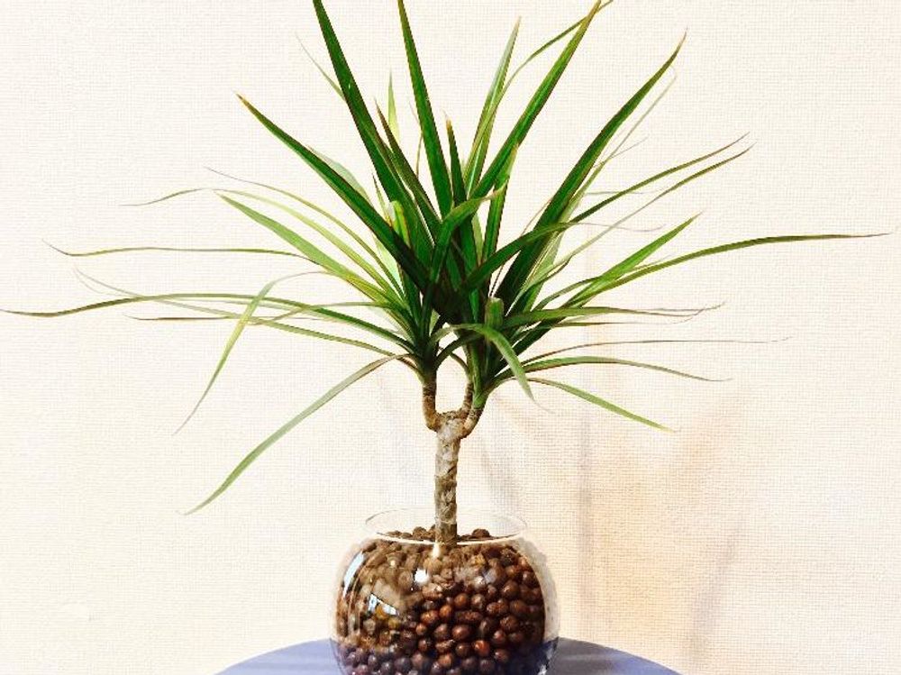 ドラセナ・コンシンネ　鉢植え