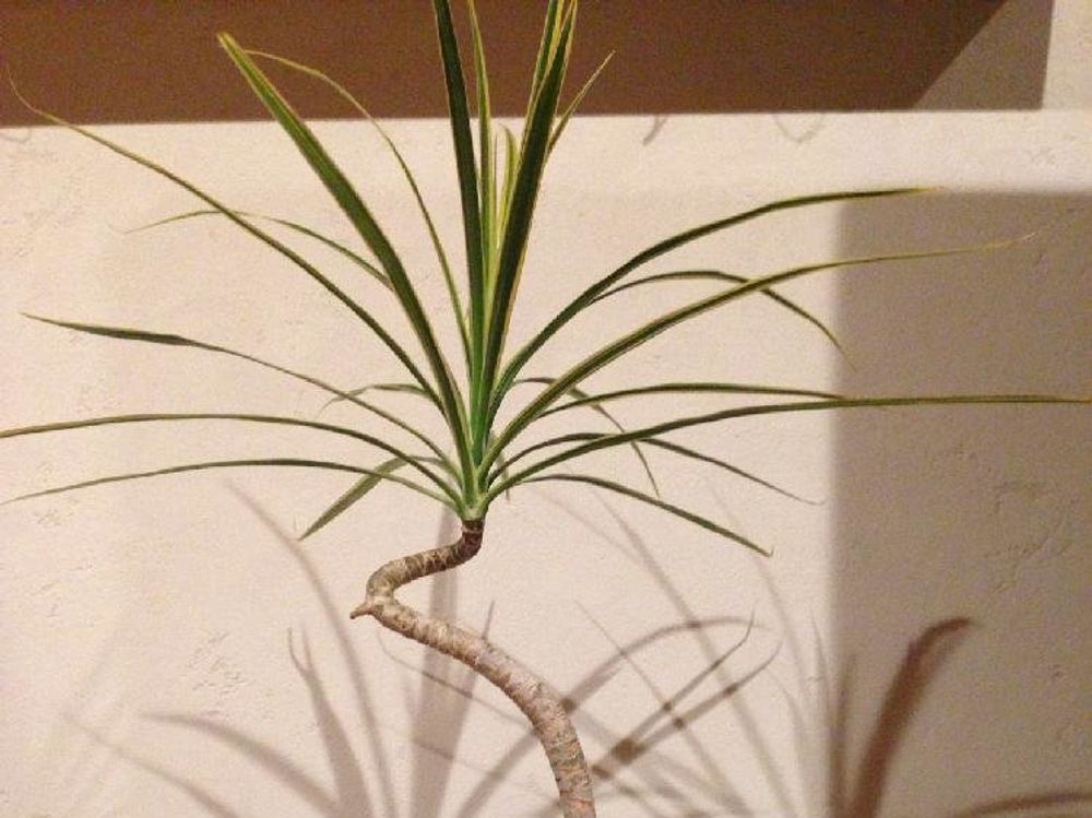 ドラセナ・コンシンネ　屋内