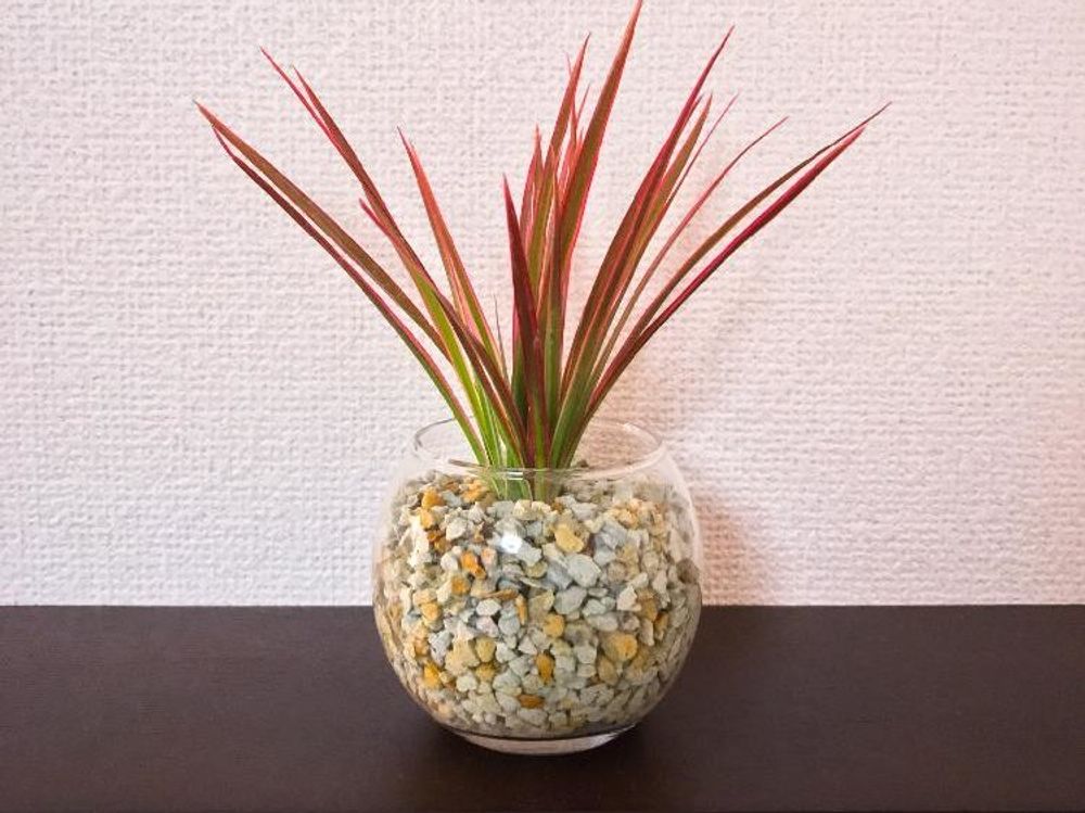 ドラセナ・コンシンネ　小鉢