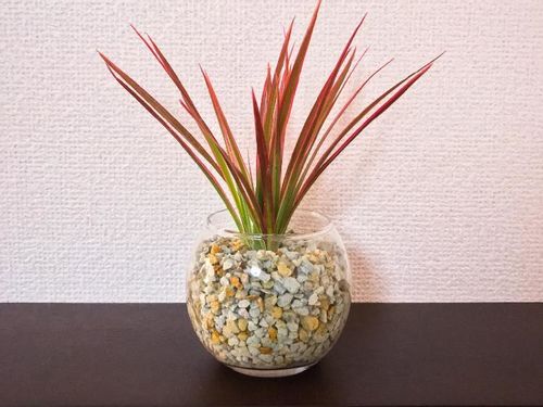 ドラセナ コンシンネの育て方 植え替えや増やし方は 水やりの頻度は Greensnap グリーンスナップ ドラセナ コンシンネの育て方 植え替えや増やし方は 水やりの頻度は Greensnap グリーンスナップ