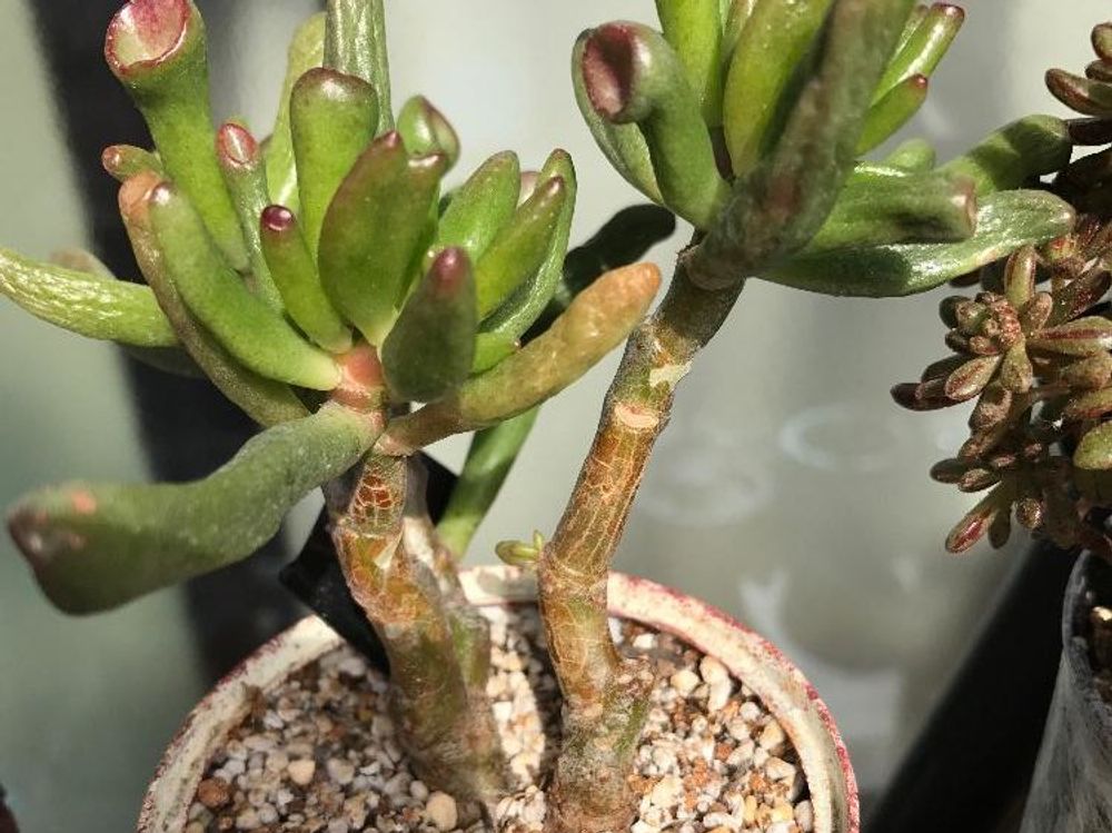 ゴーラム　鉢植え　日光