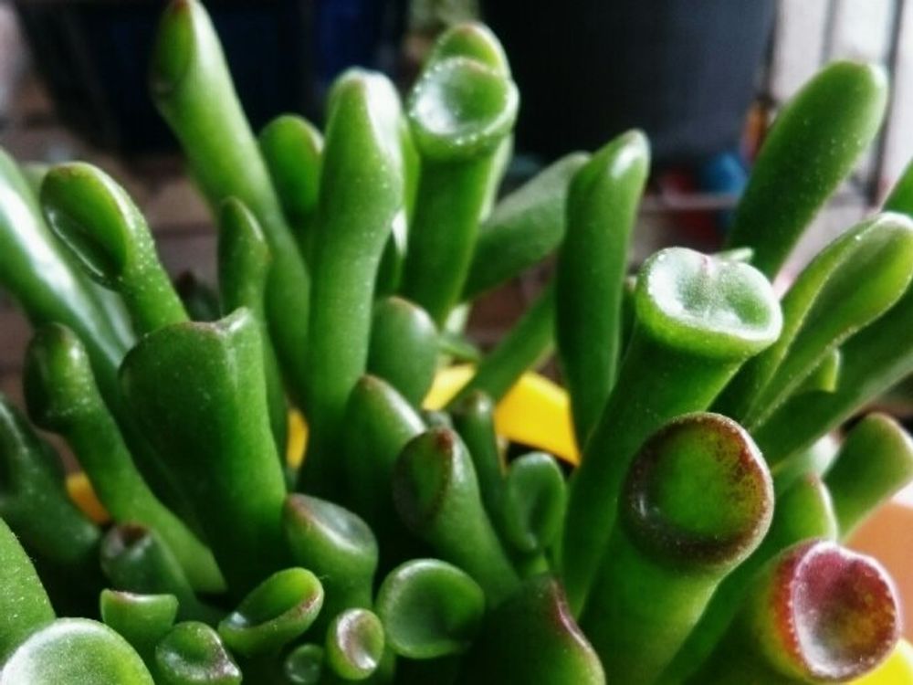 ゴーラム　屋内