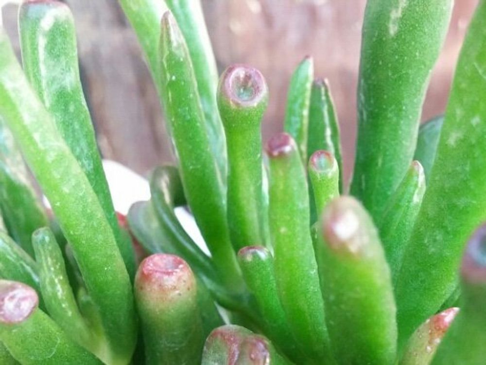 ゴーラム　鉢植え