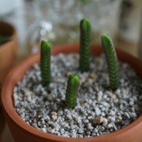 ムスコーサ 抜き苗 鉢内全て 多肉植物