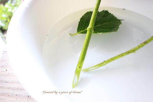 簡単diy Vol 10 切り花の紫陽花を長持ちさせる 方法 Greensnap グリーンスナップ 簡単diy Vol 10 切り花の紫陽花を長持ちさせる 方法 Greensnap グリーンスナップ