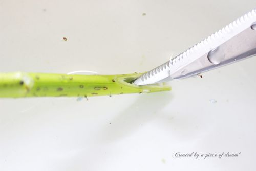 簡単diy Vol 10 切り花の紫陽花を長持ちさせる 方法 Greensnap グリーンスナップ 簡単diy Vol 10 切り花の紫陽花を長持ちさせる 方法 Greensnap グリーンスナップ