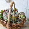 「多肉×カゴ」は黄金コンビ！　多肉のカゴ寄せってやっぱり可愛い♡の画像