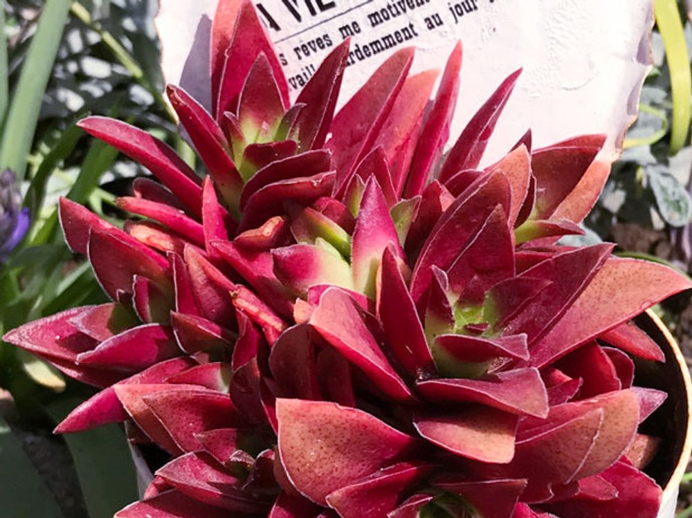 火祭り　鉢植え　株