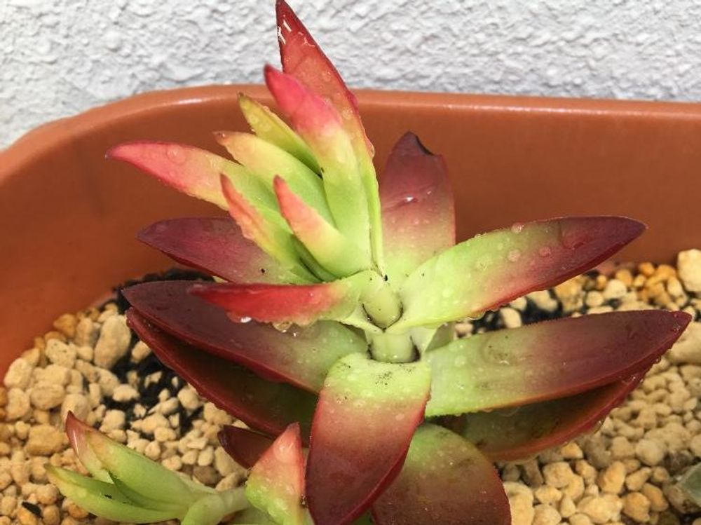 火祭り　プランター　用土