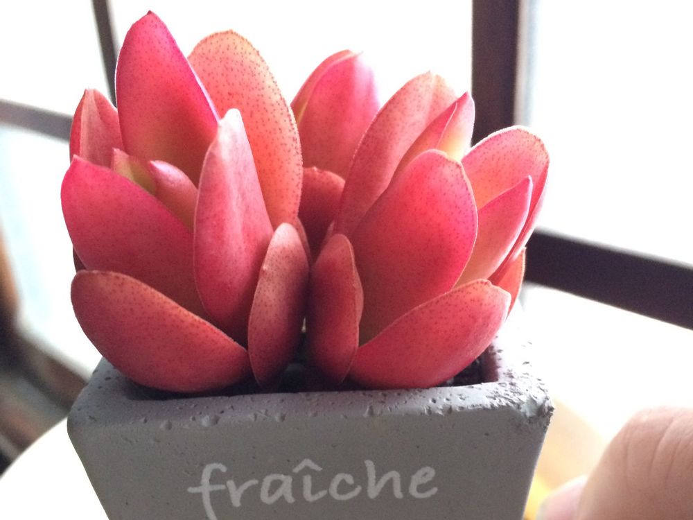 火祭り　赤い花　窓際