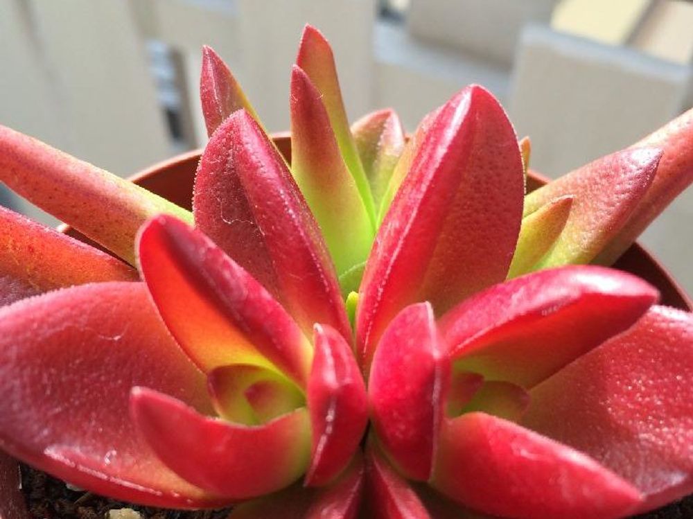 赤鬼城　鉢植え　屋外