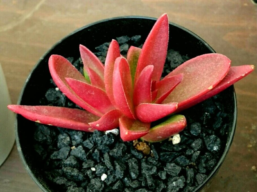 赤鬼城　鉢植え