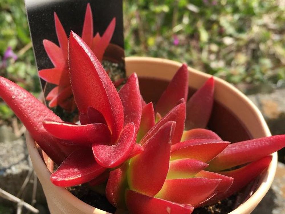 Photo by メグさん