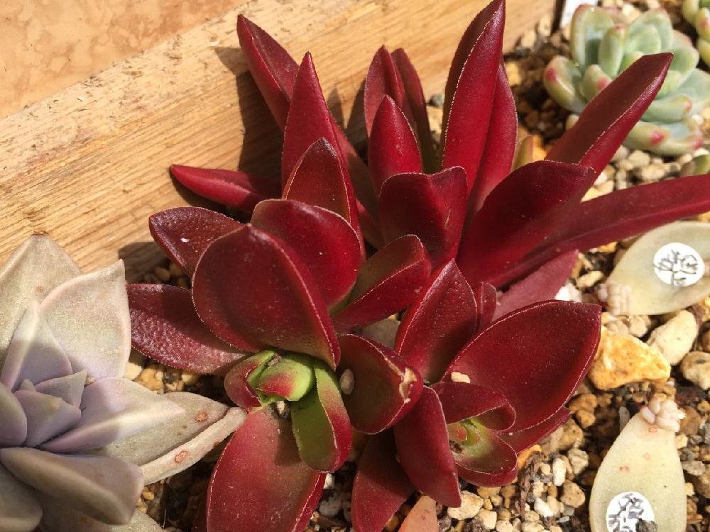 赤鬼城　プランター　日向