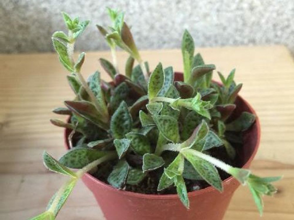 クラッスラ・クーペリー　鉢植え