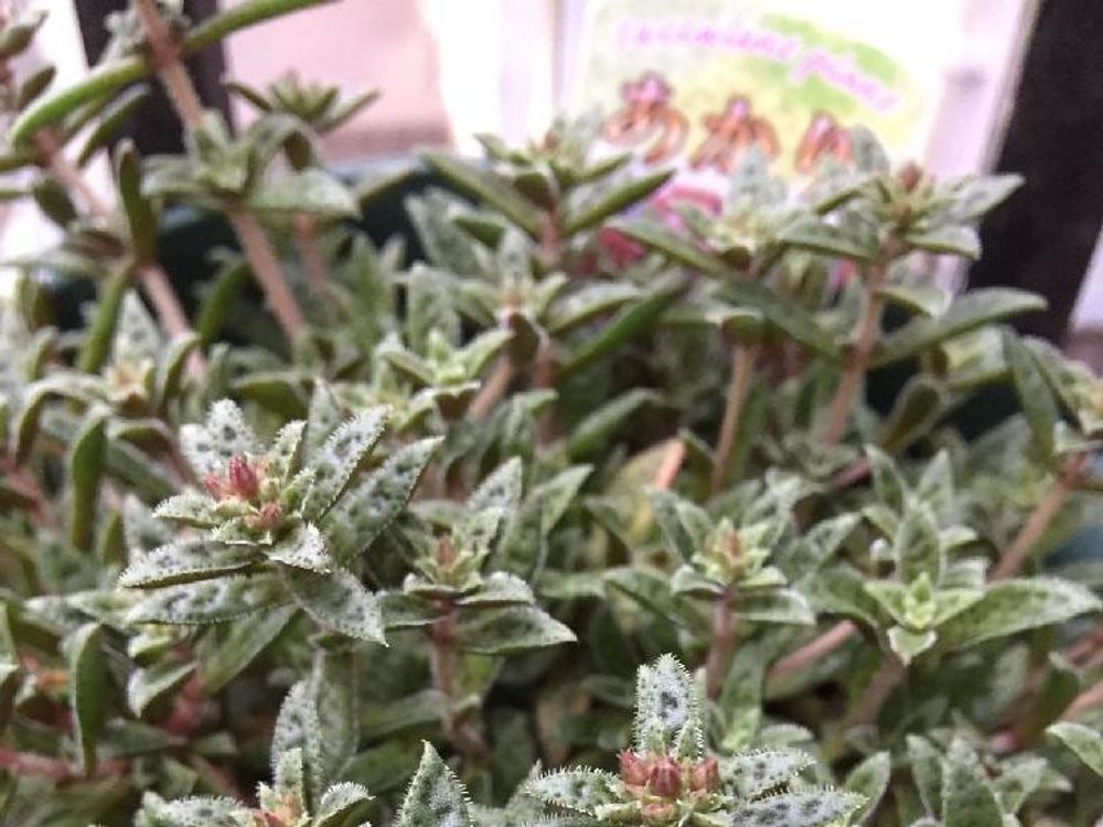 クラッスラ・クーペリー　鉢植え