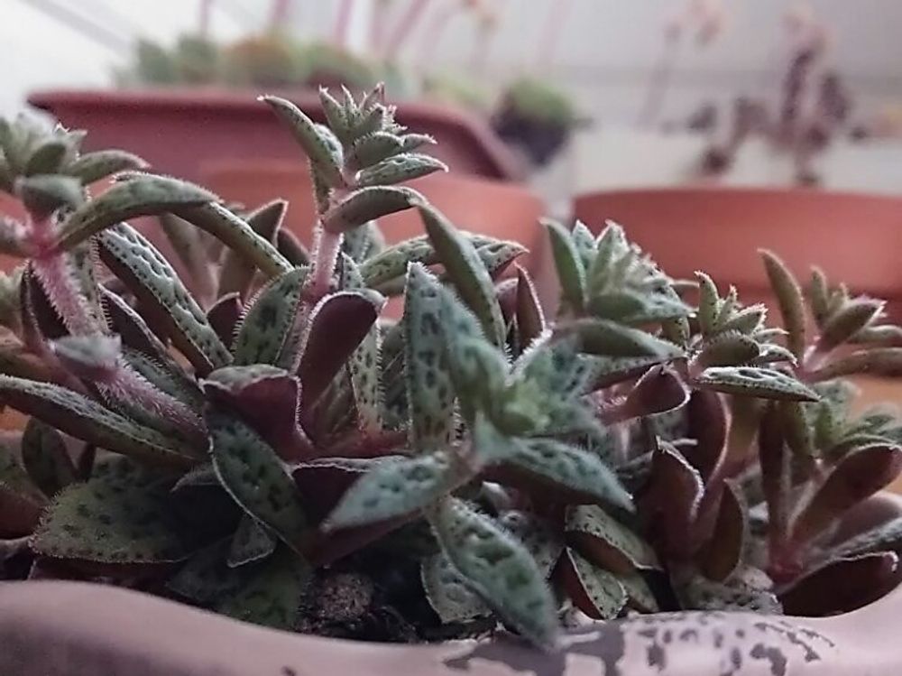 クラッスラ・クーペリー　鉢植え