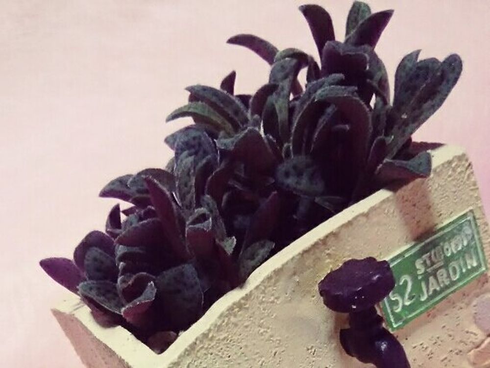 クラッスラ・クーペリー　鉢植え