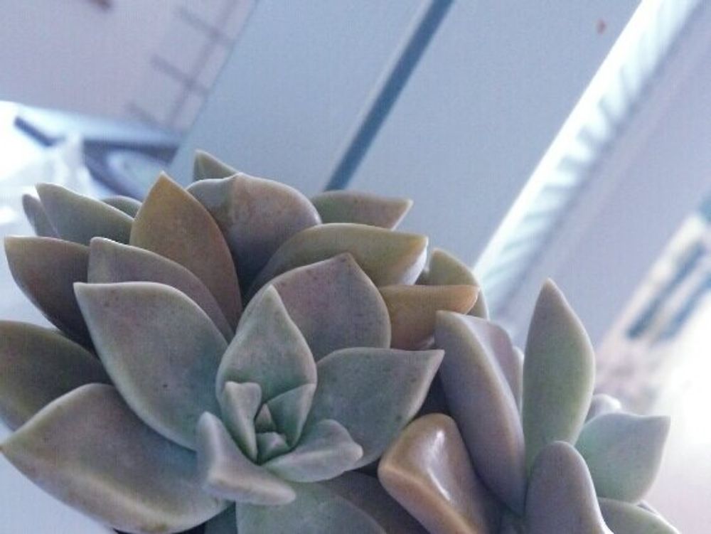 朧月　屋内　窓