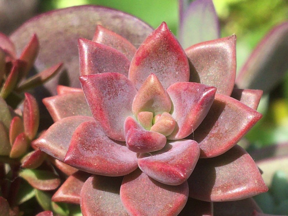 ブロンズ姫　日向