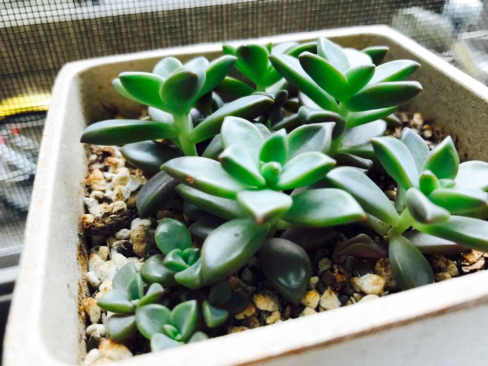 ブロンズ姫　鉢植え　屋外