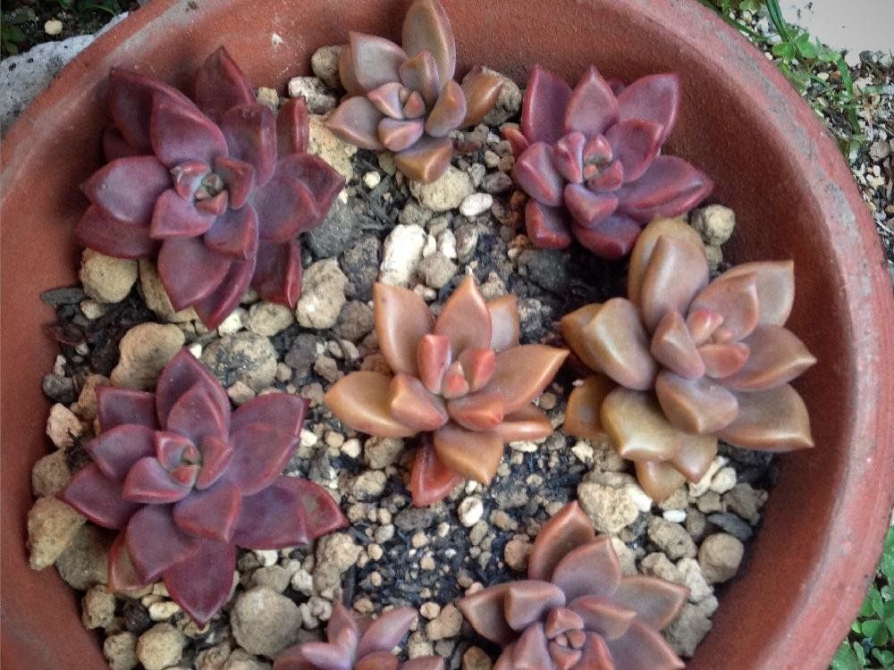 ブロンズ姫　鉢植え