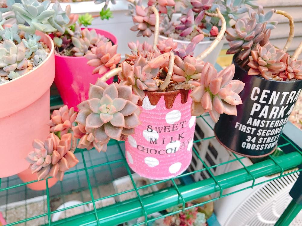 ブロンズ姫　鉢植え