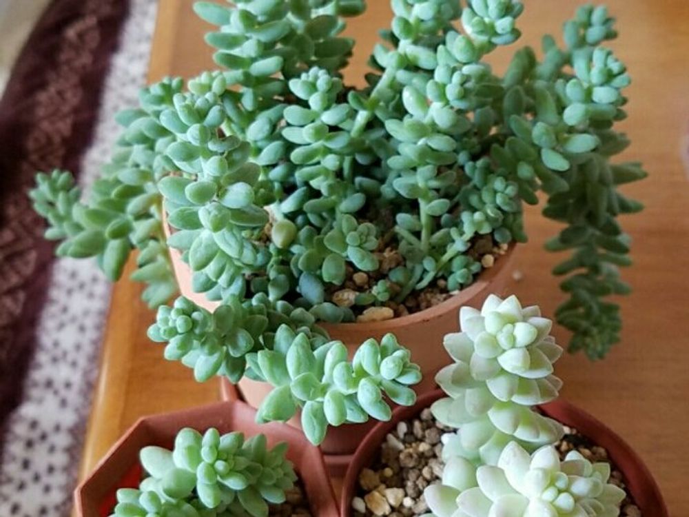 玉つづり 　鉢植え　株